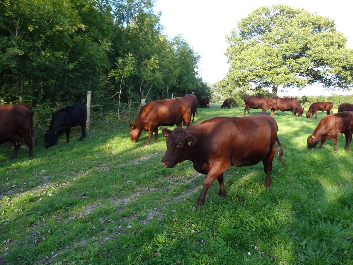 Moors Farmhouse Bed & Breakfast East Knoyle ภายนอก รูปภาพ